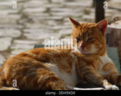 Ginger tabby cat enjoying a lazy day in the spring sunshine in Xanthates, Corfu, Greece Stock Photo
