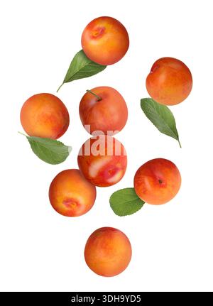 Fresh plums and green leaves falling on white background Stock Photo