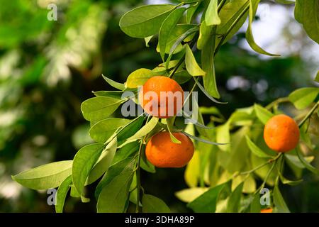 Three ripe clementine fruits hanging together on a green leafy branch in natural garden light. Citrus hybrid showing growth and fresh seasonal harvest Stock Photo