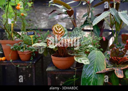 Calathea makoyana with patterned green leaves and reddish underside growing in brown clay pot tropical ornamental houseplant Stock Photo