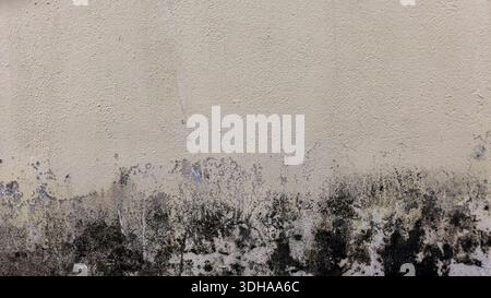 Detailed close-up of aged cream wall showing heavy black mold stains and moss growth at the bottom, ideal for textured background designs. Stock Photo