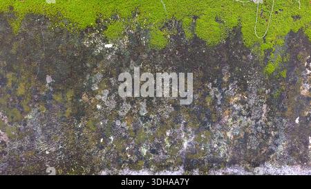 Detailed close-up of a weathered stone surface featuring vibrant green moss, dark algae patches, and grey lichen, creating a natural abstract backgrou Stock Photo