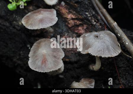 Wild Mushrooms Growing on Decaying Wood in Forest Stock Photo