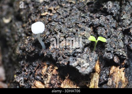 Tiny White Mushroom and Seedling Growing on Forest Soil Stock Photo