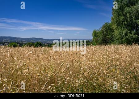 A picturesque agricultural landscape showing a field of ripe cereal mixed with wildflowers like daisies. In the background, a panorama of green hills Stock Photo