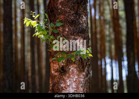 Fresh, bright green leaves of a young birch growing directly from the dark bark of a trunk in a dense pine forest. Image taken on a sunny day with a n Stock Photo