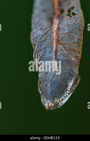 Close-up of decaying leaf with water droplet on green background Stock Photo