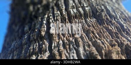 Tree bark capturing natural texture, rugged patterns, and organic details against a sky background Stock Photo