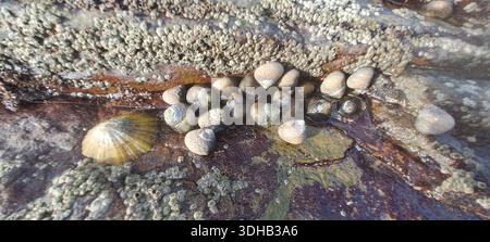 Barnacles, limpets, and periwinkles clinging to a rock in a tide pool Stock Photo