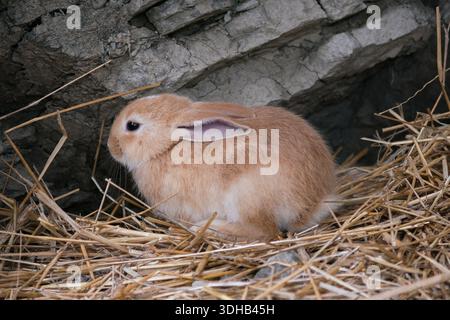 Small ginger rabbit sitting on dry straw beside its burrow, cute young animal in natural habitat Stock Photo