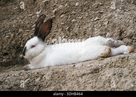 A white rabbit with black ears and a black nose rests peacefully on a small ledge among rocky terrain Stock Photo