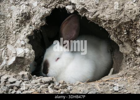 White rabbit with black ears and nose calmly resting in its burrow, lying right at the entrance in a natural setting Stock Photo