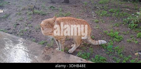 Orange tabby cat standing on dirt and grass looking sideways Stock Photo