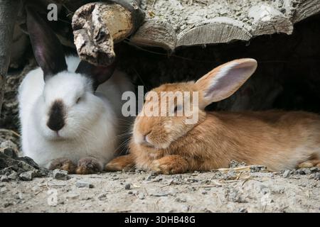 Close-up of a white rabbit with black ears and nose and a ginger rabbit lying next to each other, peeking out of their cozy burrow Stock Photo