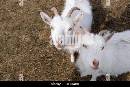 A high angle portrait of two white goats standing side-by-side in a dry, grassy field. The pair looks up at the camera with friendly and curious expre Stock Photo