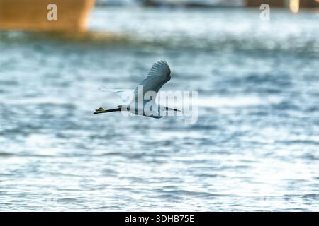 White heron in flight with yellow feet trailing, detailed wingspan above rippling water surface Stock Photo
