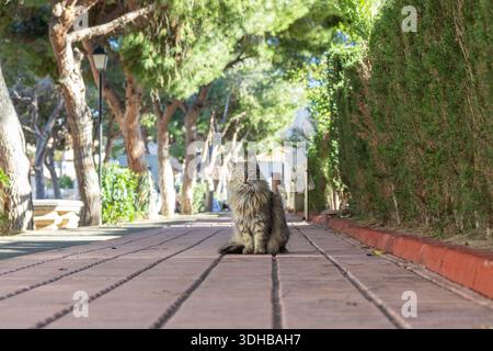 A fluffy, long-haired street cat with green eyes sits on a red brick path. The walkway is lined by trees with dappled sunlight filtering through the l Stock Photo