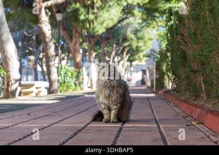 A fluffy, long-haired street cat with green eyes sits on a red brick path. The walkway is lined by trees with dappled sunlight filtering through the l Stock Photo
