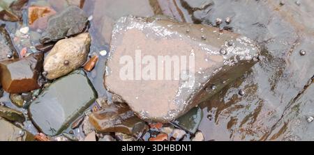 Wet rocks and periwinkles forming abstract shapes in shallow water on a rocky beach Stock Photo