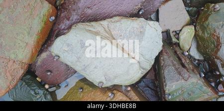 Vibrant rocks and small shells scattered on a beach shore Stock Photo