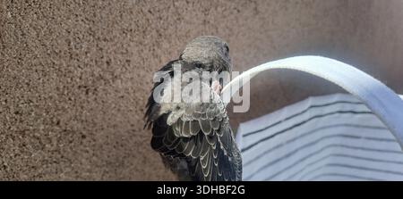 Small gray and brown swift bird perched on white cloth strap, resting near textured brown wall Stock Photo