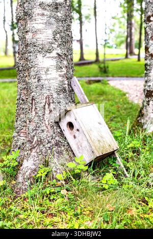 An old wooden birdhouse lies on the ground near a birch tree in summer Stock Photo