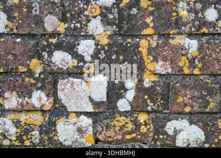 White lichen (Diploicia canescens) and Yellow sunburst lichen (Xanthoria parietina) also know as Maritime Sunburst and Yellow Wall Lichen growing on a Stock Photo