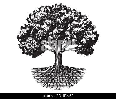Old oak tree drawing with roots . Black and white hand drawn engraving as a symbol of home, steady and peace. Can be recognised as ash or walnut. Stock Vector