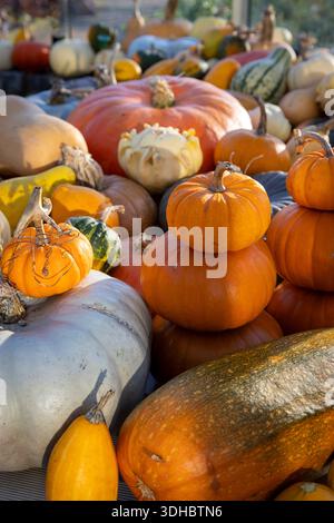 Autumnal Squashes and pumpkins displayed on a table Stock Photo