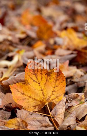 Fallen Acer, Maple, leaves in autumn Stock Photo