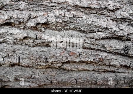 A close-up of rough, weathered tree bark featuring deep vertical fissures and prominent horizontal ridges in shades of grey and brown. Stock Photo