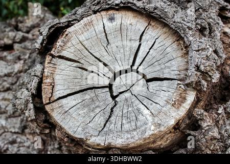 A close-up of a highly weathered, circular tree stump showing prominent annual growth rings radiating from a central hollow. Stock Photo