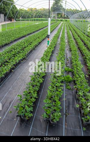 Strawberry plants being grown in a commercial nursery or greenhouse, with thousands of young plants in black pots arranged in neat. Stock Photo