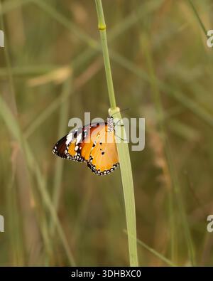 Close-up of a Plain tiger (Danaus chrysippus) butterfly resting on grass in the wild at the Al Marmoom Desert Conservation area in Dubai, United Arab Stock Photo