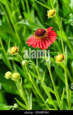Helenium Moerheim Beauty, sneezeweed Moerheim Beauty, reddish-brown flowers Stock Photo