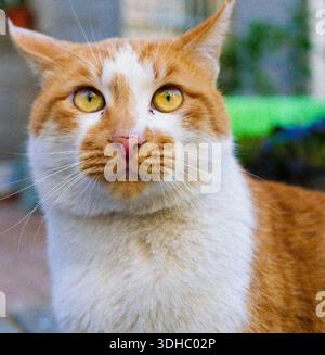 an orange cat staring at the camara Stock Photo