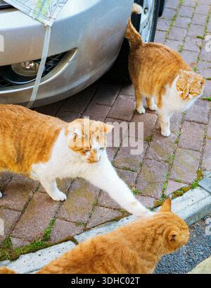 A cute cat playing outside in the grass Stock Photo - Alamy