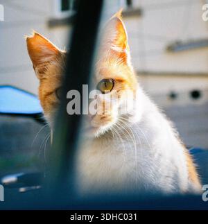 An orange cat staring Stock Photo