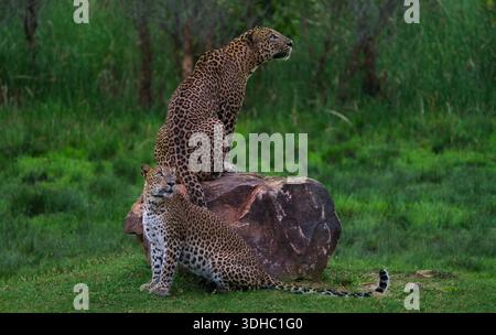 Two leopards share a rocky perch in a lush green clearing one seated high on the boulder scanning the distance, while the other rests below Stock Photo