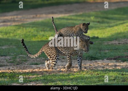 Playful juvenile leopard climbs onto its mother’s back, a lively interaction showing bonding and learning in Sri Lanka’s wild. Stock Photo