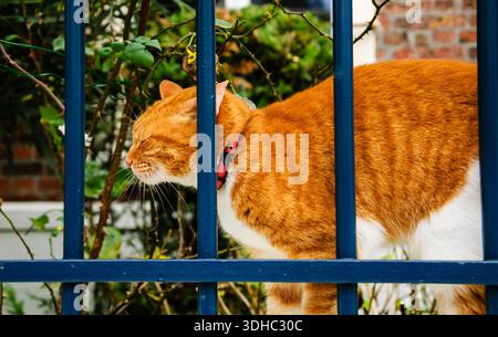 Ginger cat with closed eyes rubbing against blue iron fence. Stock Photo