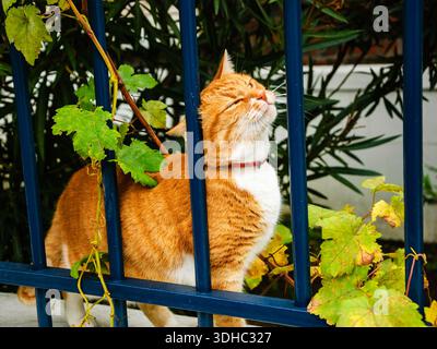 Ginger cat with narrowed eyes rubbing against blue iron fence. Stock Photo