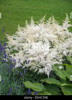 Prachtspiere (Astilbe 'Brautschleier') Stock Photo