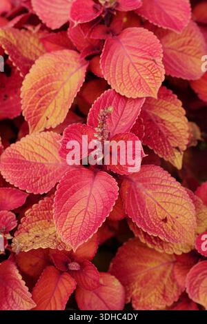 Coleus scutellarioides Campfire, compact shrub prized for velvety leaves in vibrant shades of red. Also called Solenostemon scutellarioides Campfire Stock Photo