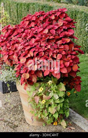 Coleus scutellarioides Campfire in pot,container. Compact shrub bearing velvety leaves in vibrant shades of red. Solenostemon scutellarioides Campfire Stock Photo