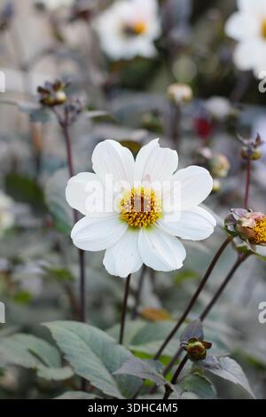Dahlia 'Bishop of Dover'  prized for single white flowers from mid summer to autumn. UK Stock Photo