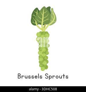 Brussels Sprouts Flat Cartoon Vector Illustration Isolated on White Background Stock Vector