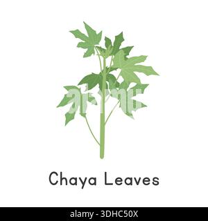 Chaya Leaves Flat Cartoon Vector Illustration Isolated on White Background Stock Vector