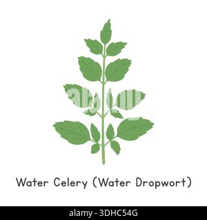 Water Celery (Water Dropwort) Flat Cartoon Vector Illustration Isolated on White Background Stock Vector