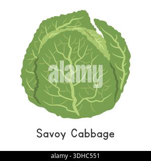 Savoy Cabbage Flat Cartoon Vector Illustration Isolated on White Background Stock Vector